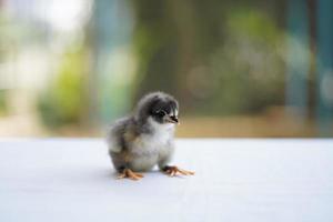 pollito negro australorp sentado en tela blanca cubre la mesa con bokeh y jardín borroso en un campo al aire libre foto