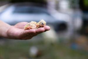 Adorable Leghorn chick on human man hand in outdoor light with blur background. photo