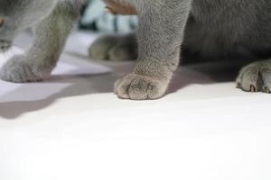 Close up the Thai Korat Claw Cat with dark gray fur on the white table with shadow on it. photo