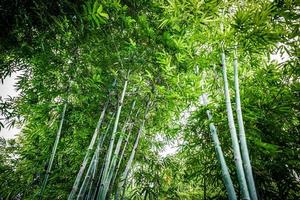 árbol de bambú en el jardín con vista inferior o vista en ángulo inferior. foto
