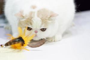 fat Persian white light brown short hair stares and play at feather yellow cat toy on the white table. photo