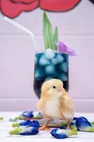 a yellow little chick with butterfly pea water and ice in a champagne glass is decorated by orchid and pandan leaf. It's shown and displayed on a pastel pink wood table in front of the cement wall. photo