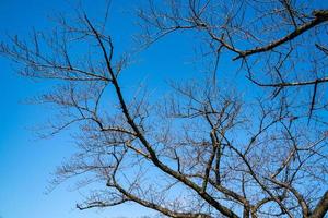 the dry branch of tree in summer at Japan with sky background. photo