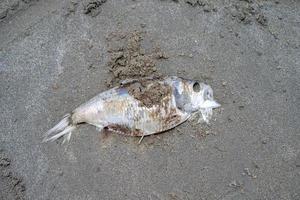 close up the carcass fish on the sand beside the beach photo