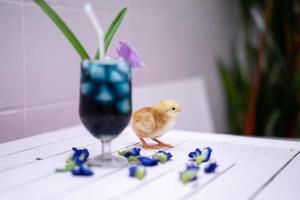 a yellow little chick with butterfly pea water and ice in a champagne glass is decorated by orchid and pandan leaf. It's shown and displayed on a pastel pink wood table in front of the cement wall. photo