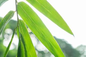 Asian simple Bamboo leaf in the garden with copy space area for insert any text or quote in background. photo