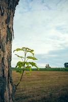 Branch with leaves on tree trunk II photo