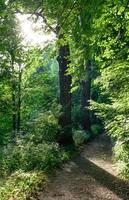 Forest footpath in summer photo