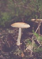 Low contrast close up of single mushroom photo