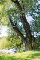 árbol en la orilla del lago foto