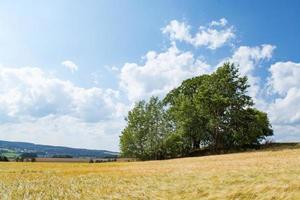 cornfield with tree in summer photo