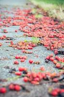 frutos rojos en el sendero foto