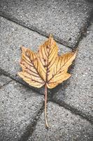 Maple leave on paving stones photo