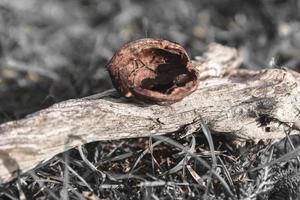 a walnut shell on a branch photo