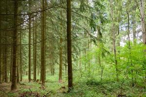 coniferous forest in summer photo