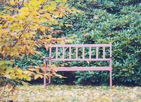 wooden bench in city park photo