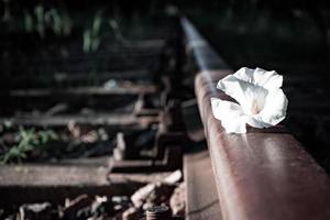 flower on railroad track photo