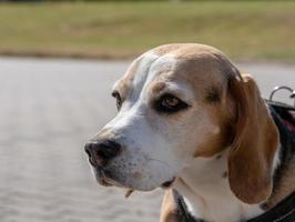 Retrato de perro beagle foto