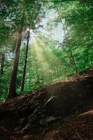 a idyllic deciduous forest in summer photo