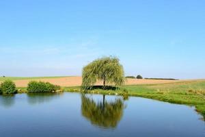 Single little weeping willow tree near pond photo