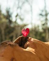 Heart on a tree trunk photo