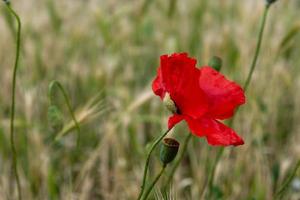Selective focus of the beautiful common red poppy flower photo
