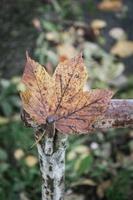 maple leave in autumn photo