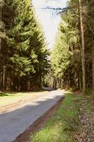 Country road through the forest photo