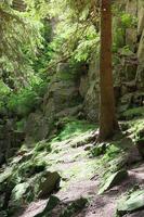 rocas en el bosque foto