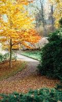 footpath in city park in autumn photo