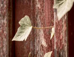 hoja de planta en una pared de madera foto