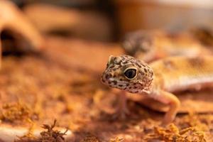 gecko en un primer plano de terrario foto