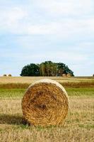 Hay roll in a field II photo