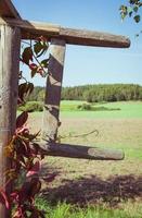 Old worn out wooden fence with vines growing on it photo