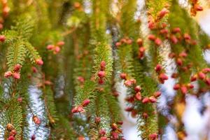 pine cones in spring photo