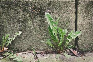 hojas de diente de león en un antiguo muro de piedra foto