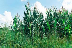 a corn field in summer with clouds photo