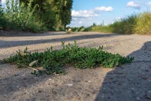 Low angle view of a weed growing on a road photo