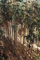 un denso bosque de agujas en primavera foto