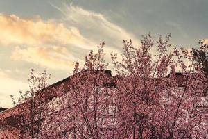 Row of trees covered in pink blossom in spring photo