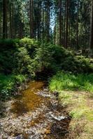forest stream in summer photo