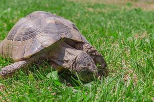 a turtle in a green meadow in summer photo