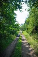 Lanes in the nature II photo