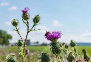 common thistle plants in summer photo