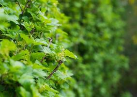 Fresh young new green leaves in spring photo