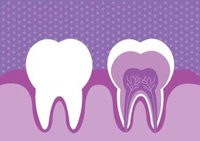 Illustration of modern color tooth vector