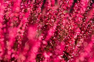 Full frame background texture of red flowers photo
