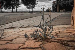 Tall weed with buds growing through cracks photo