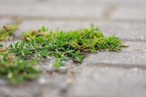 esparcir hierba verde frondosa que crece en pavimentación foto