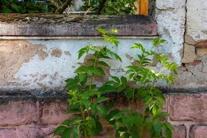 hojas verdes frente a la pared de una casa foto